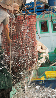 nuoc mam phu quoc